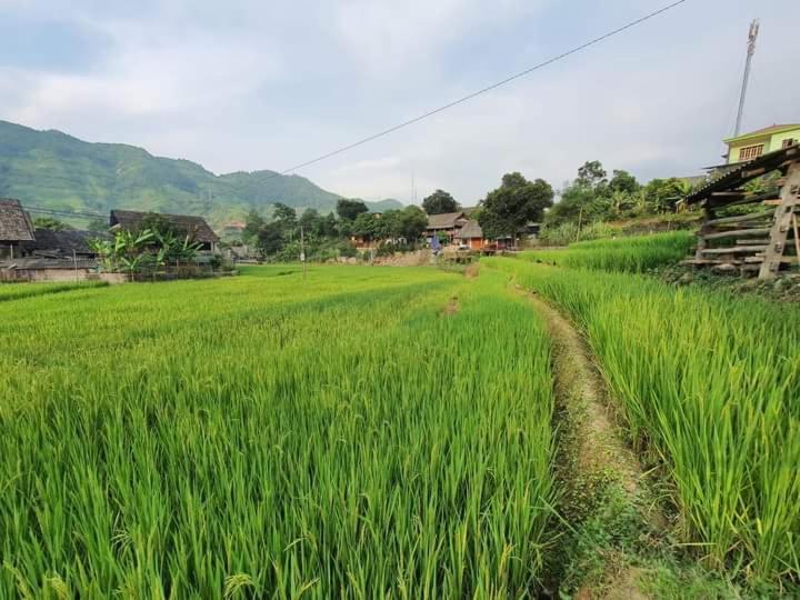 Organic Farm Homestay Sa Pa Kültér fotó