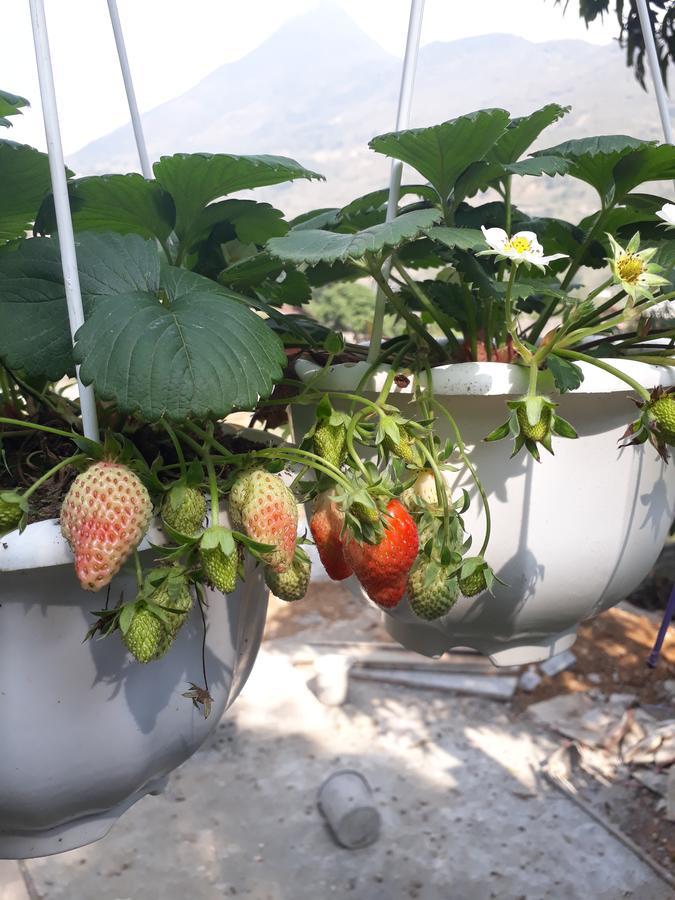 Organic Farm Homestay Sa Pa Kültér fotó