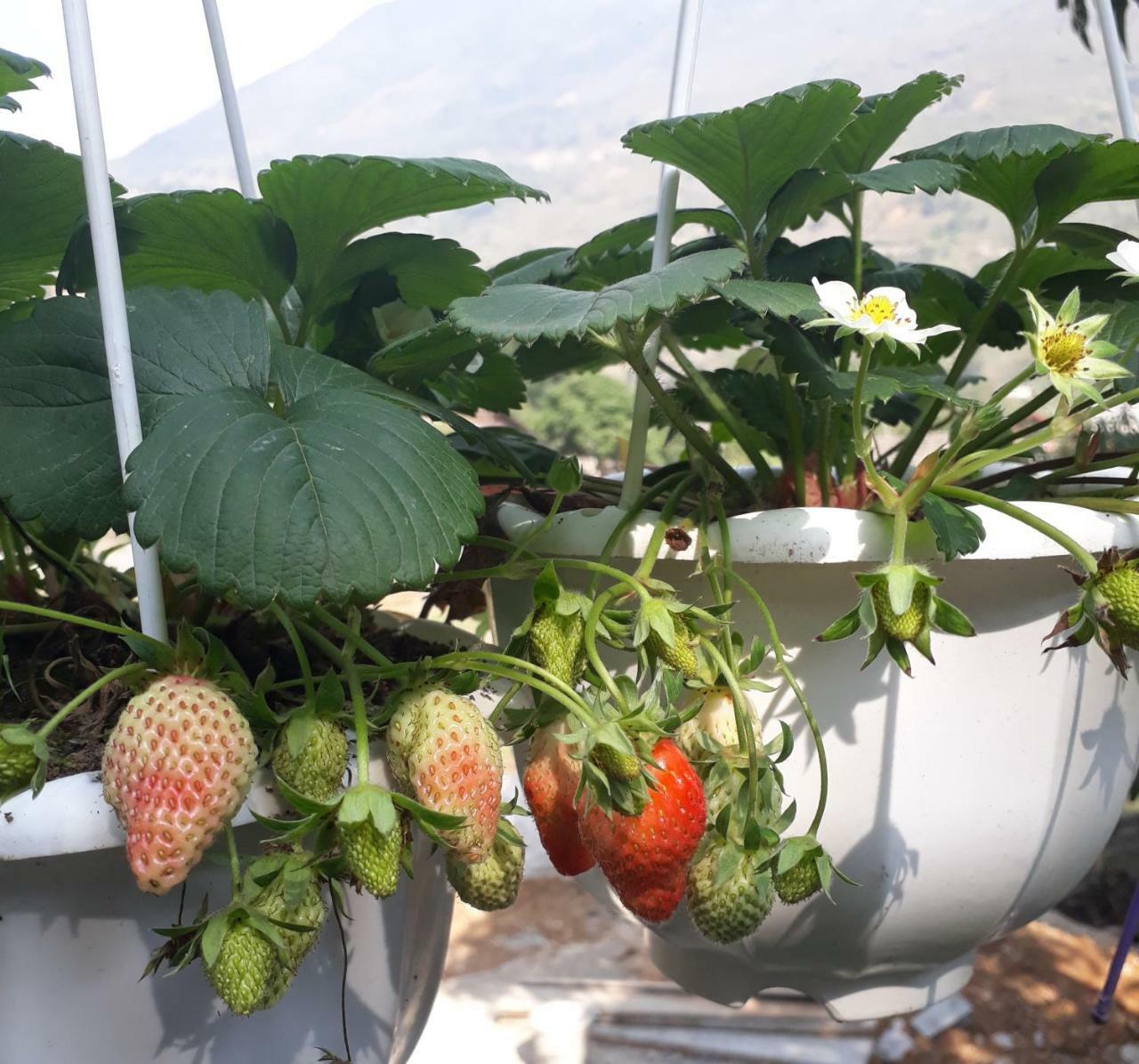 Organic Farm Homestay Sa Pa Kültér fotó